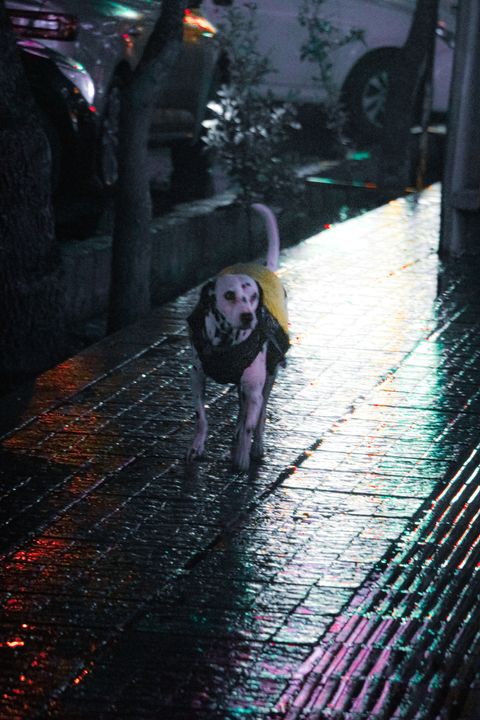 /images/Street/3-7.jpg
